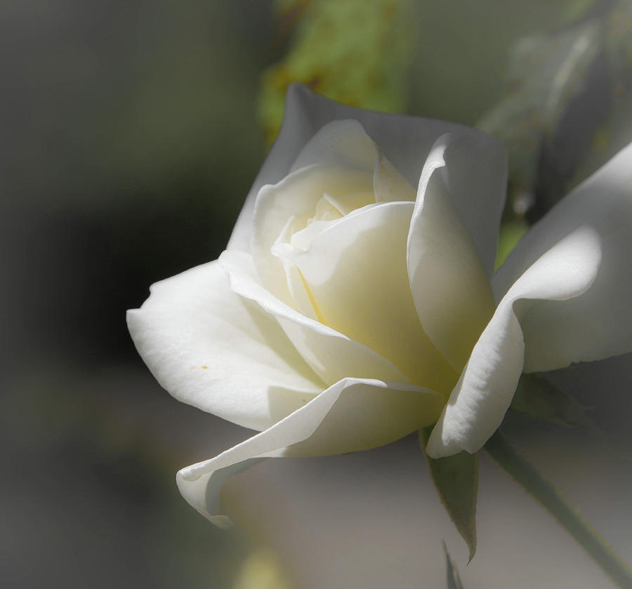 Bridal Rose Photograph by Steph Gabler