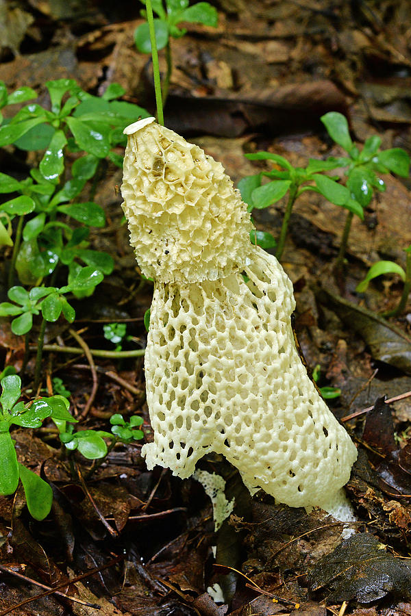 Bridal Veil Stinkhorn Mushroom Photograph by Alan Lenk