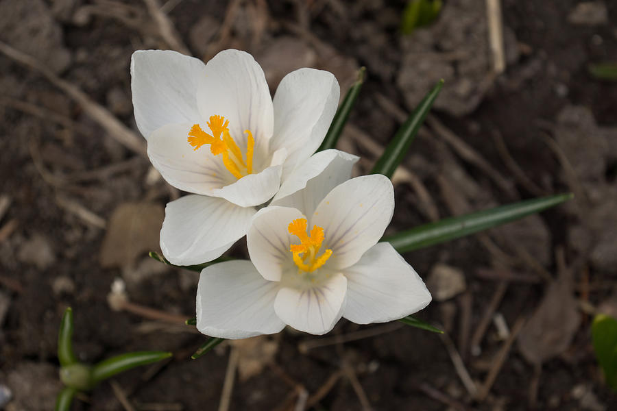 Bridal White Pair - Crocus Harbingers of Spring Photograph by Georgia Mizuleva