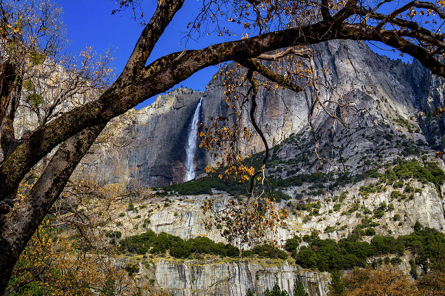 Yosemite Falls framed by tree branch Photograph by Roslyn Wilkins