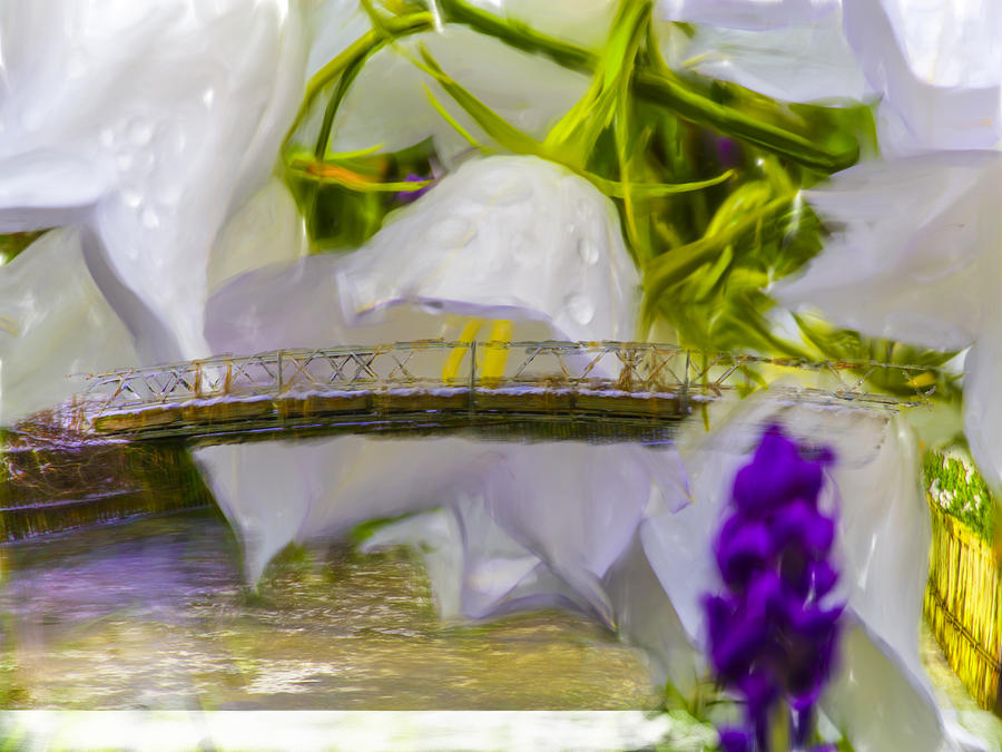 Bridge flower.  Photograph by Leif Sohlman