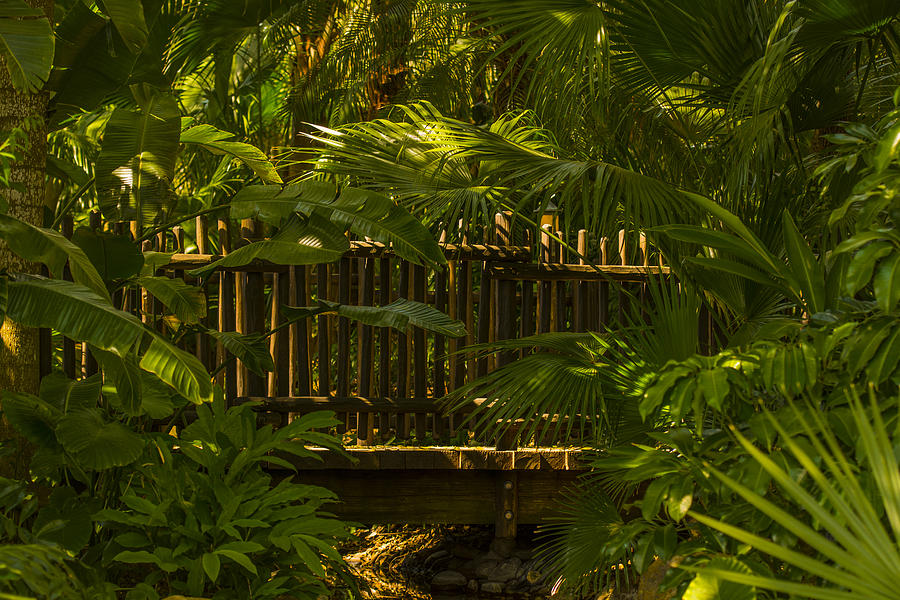 Tree Photograph - Bridge in Asian forest by Tito Santiago