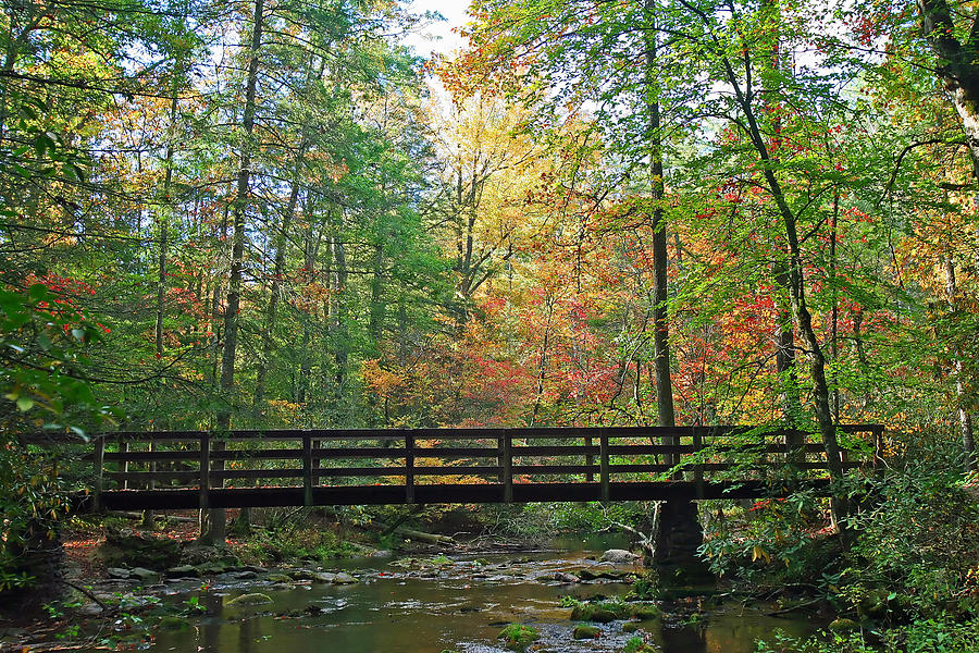 The forest wiki tree bridge
