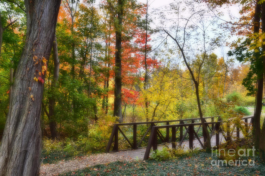 Fall Photograph - Bridge In The Forest by Reese Lewis