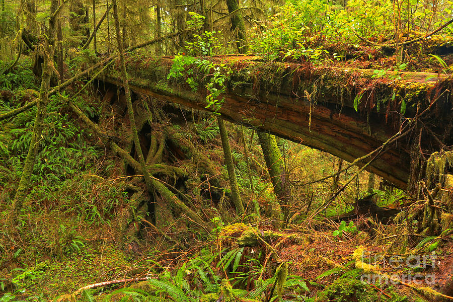 Bridge In The Rainforest Photograph by Adam Jewell
