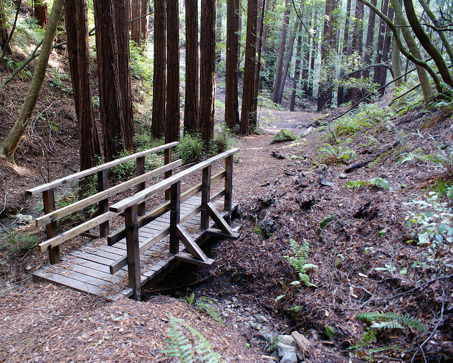 Bridge in the Redwoods Photograph by Ben Upham III