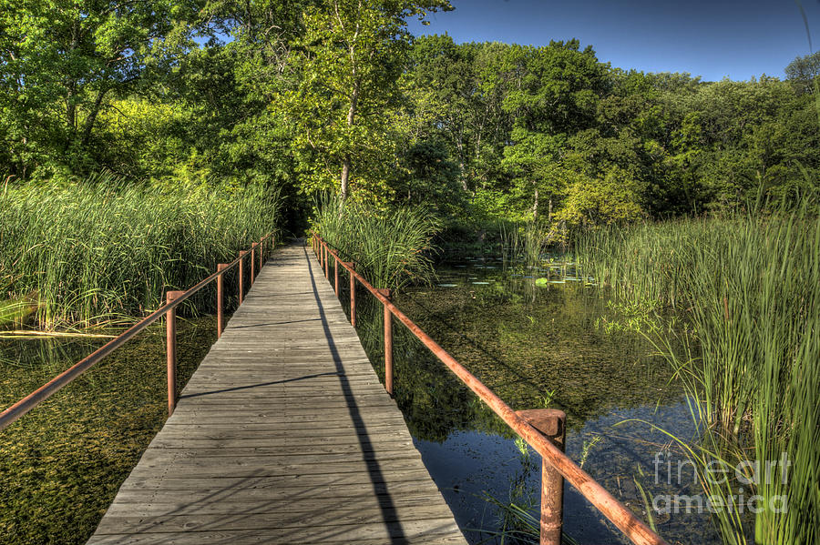 Bridge into the Forest at Lake Murray Photograph by Tamyra Ayles