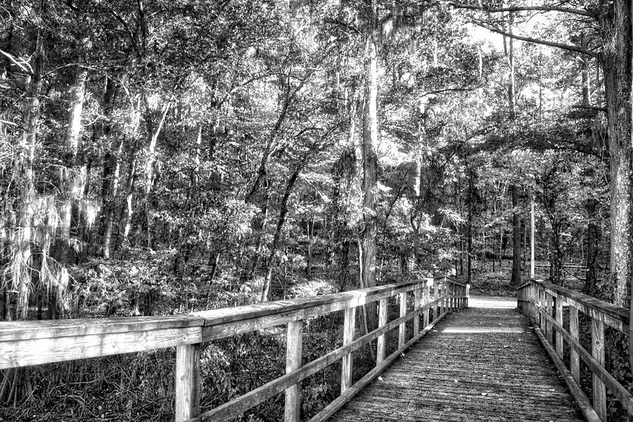 Bridge into the Woods Photograph by Linda James
