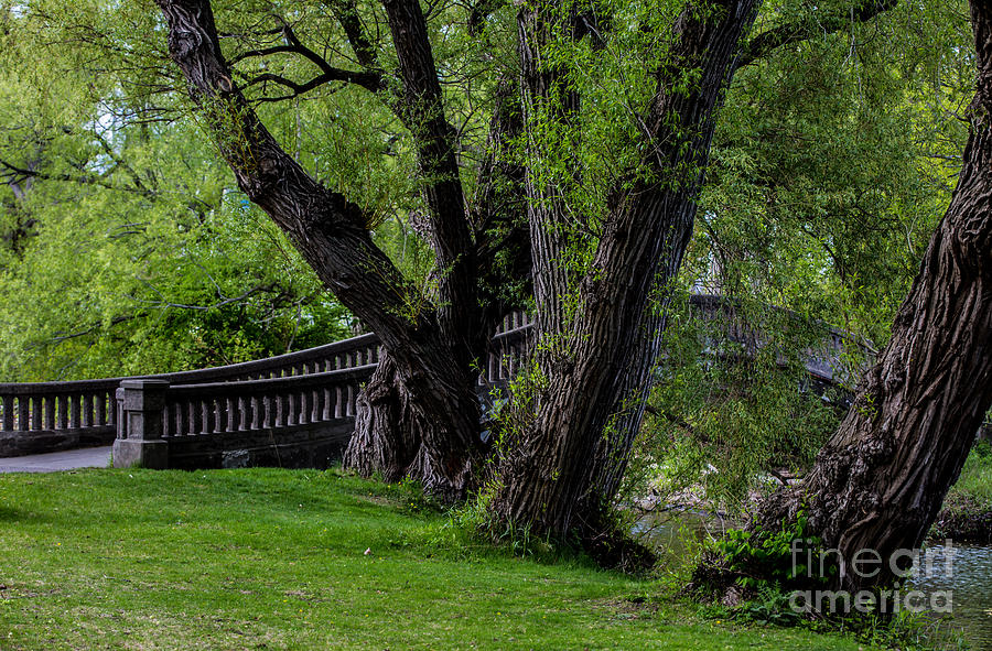 Green Photograph - Bridge by Olga Photography