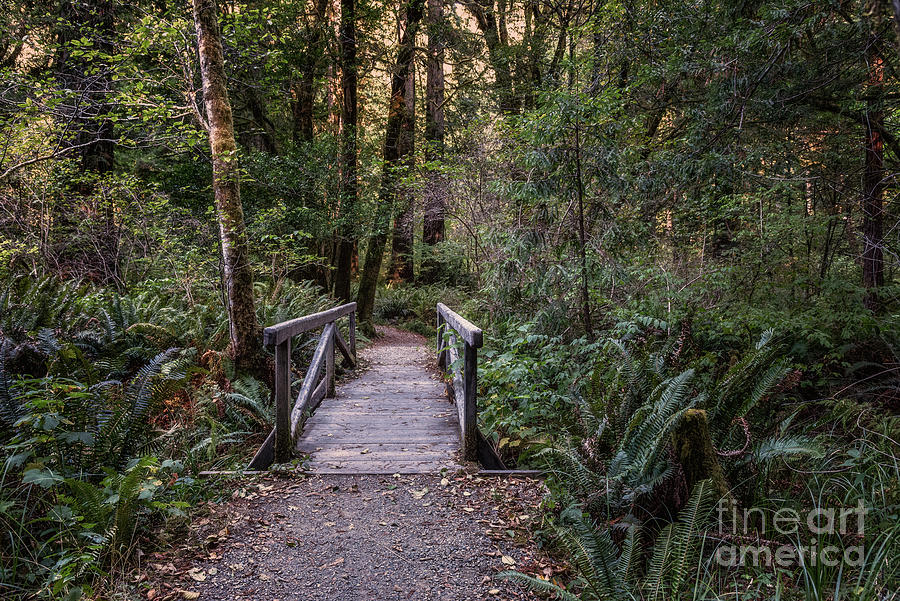 Bridge On Leiffer Trail 2 by Al Andersen Bridge On Leiffer Trail 2 by Al Andersen