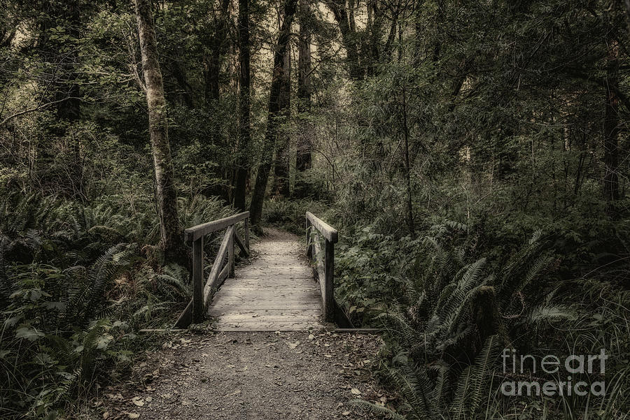 Bridge On Leiffer Trail 2 Toned by Al Andersen Bridge On Leiffer Trail 2 Toned by Al Andersen