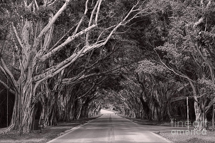 Bridge Road Banyan Trees Photograph by Olga Hamilton