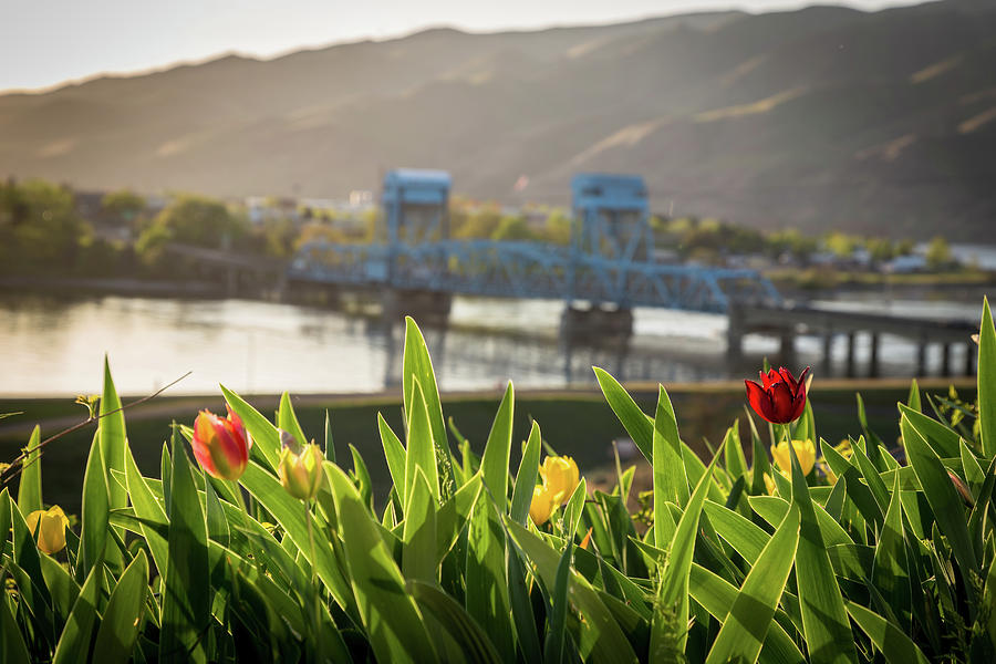 Bridge through the Tulips Photograph by Brad Stinson