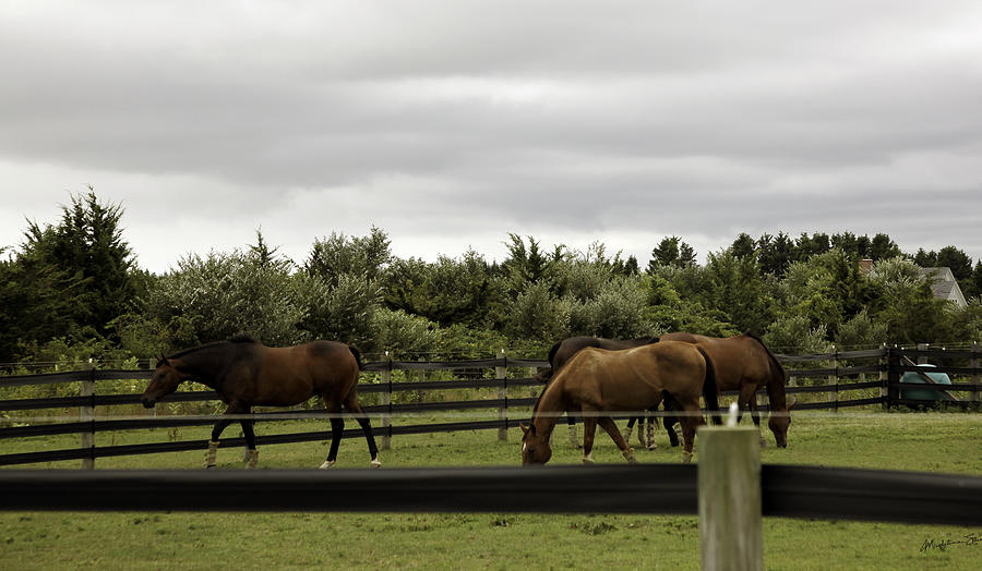 Bridgehampton Horses Photograph by Madeline Ellis