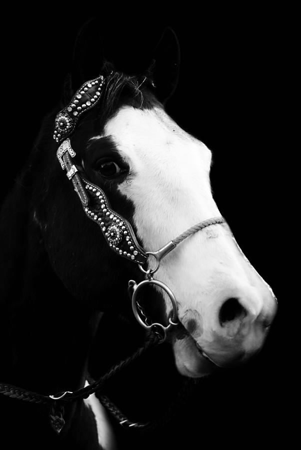 Black And White Horse Photograph