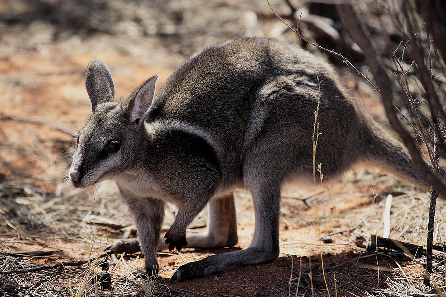 Bridled Nailtail Wallaby  Photograph by Tony Brown