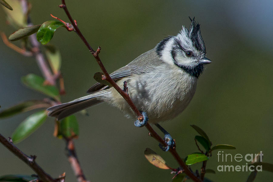 Bridled Titmouse Photograph by Lisa Manifold