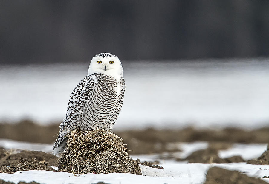Bridport Vermont Snowy Owl Photograph by John Vose