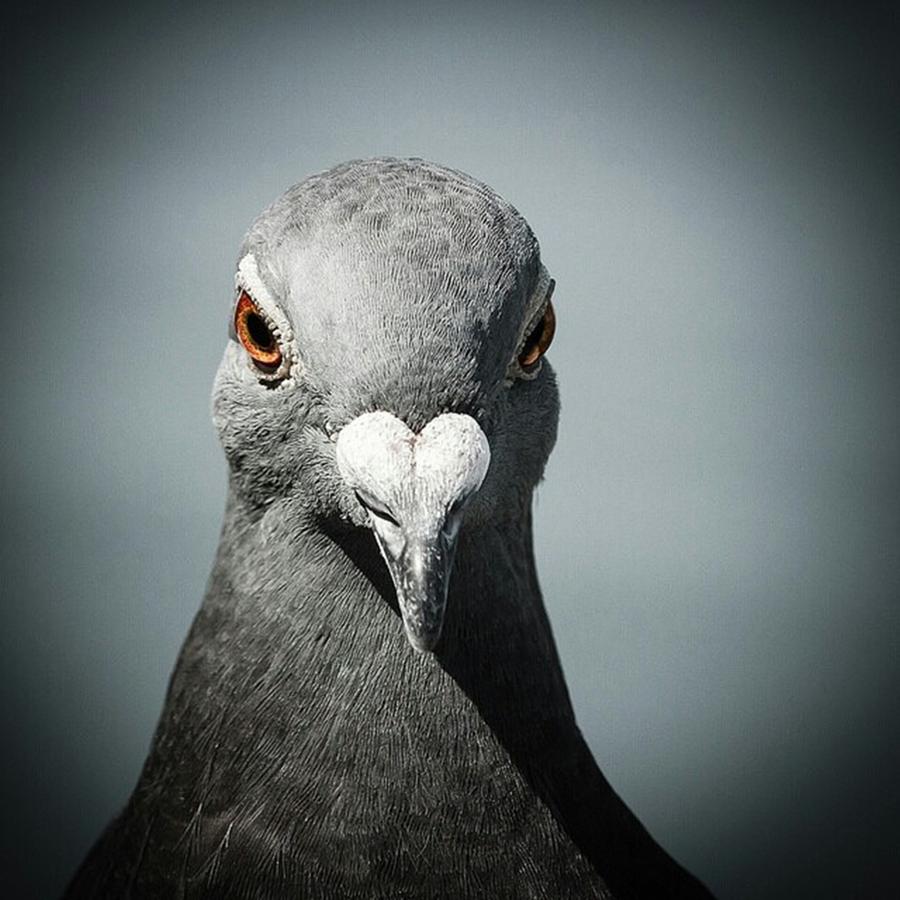 Pigeon Photograph - Brieftaube Von Mandy Tabatt Auf by Mandy Tabatt