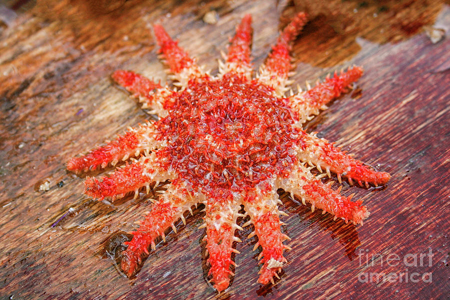 Bright red starfish  Photograph by Patricia Hofmeester
