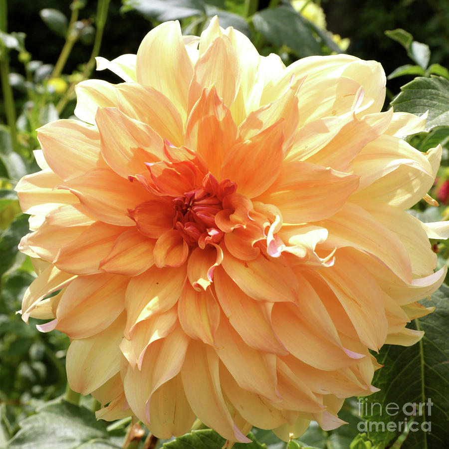 Nature Photograph - Bright and Beautiful Dahlia by Carol Groenen