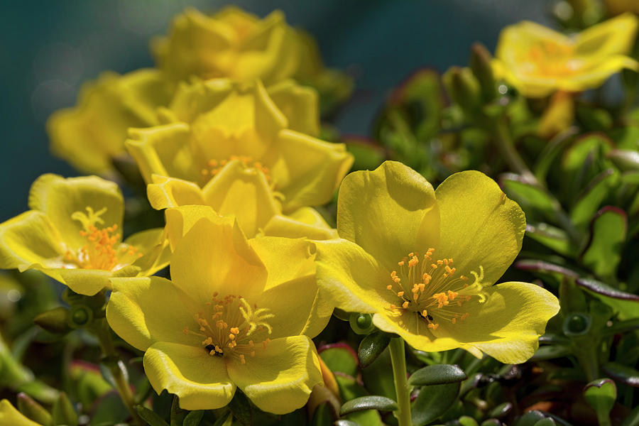 Bright and Beautiful Purslane Blooms  Photograph by Kathy Clark