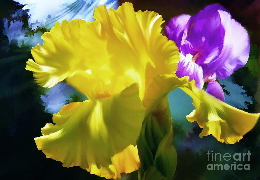 Bright and Sunny Irises Photograph by Elaine Manley
