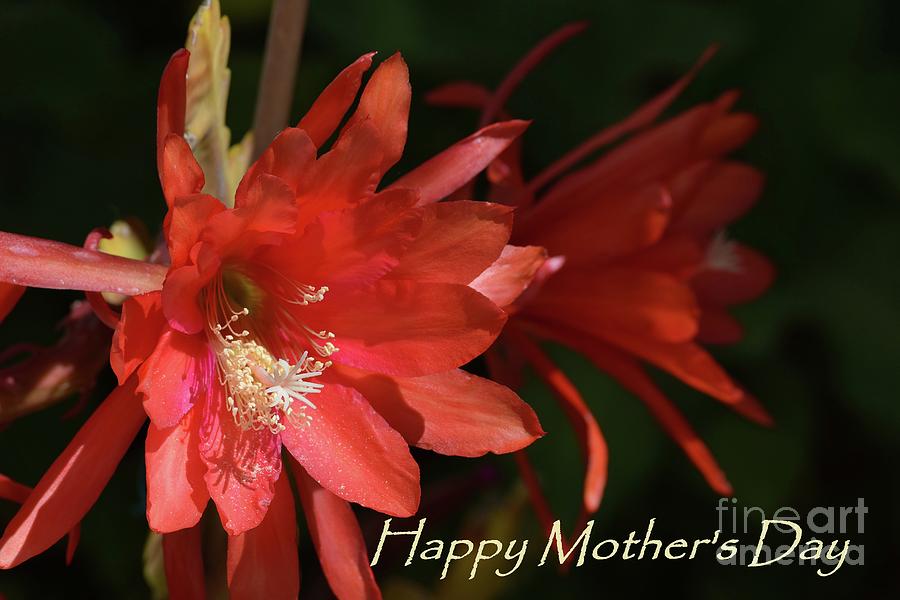 Bright As The Sun - Epiphyllum No.1 - Mothers Day Photograph by Hao Aiken