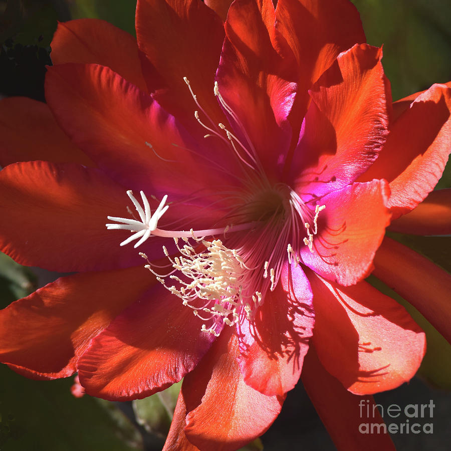 Bright As The Sun - Epiphyllum No.3 Photograph by Hao Aiken