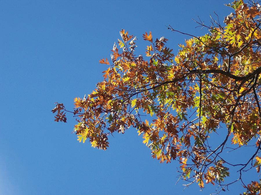 Bright Autumn Branch Photograph by Michelle Miron-Rebbe