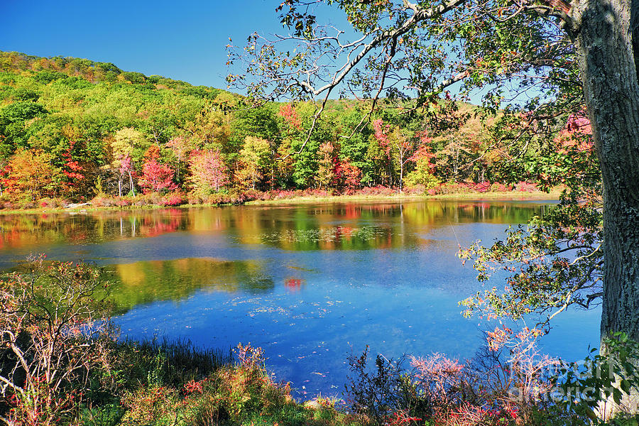 Bright Autumn Day in Harriman State Park Photograph by George Oze