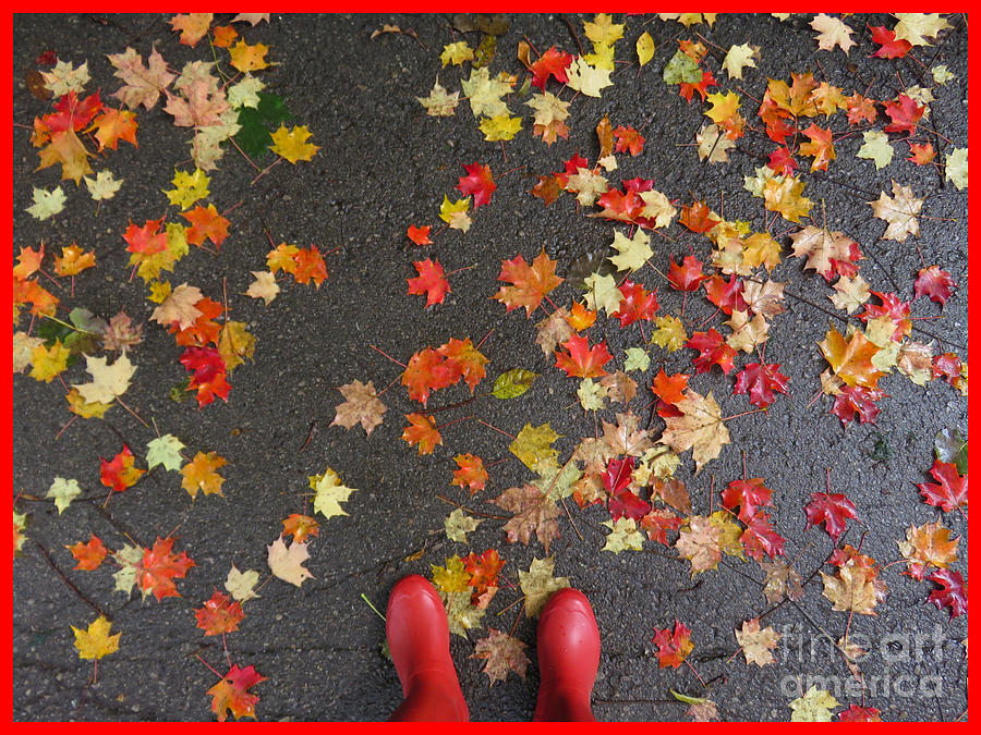 Bright Autumn Leaves Photograph by Diana Rajala