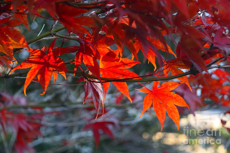Bright Autumn Leaves Photograph by Yumi Johnson