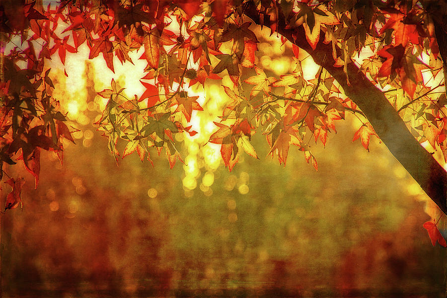 Bright Autumn Magic Digital Art by Terry Davis