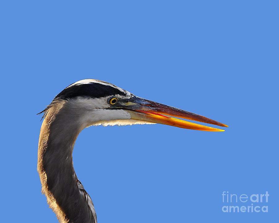 Heron Photograph - Bright Beak Blue .png by Al Powell Photography USA
