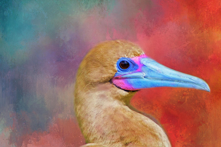 Bright Beak Digital Art by Terry Davis