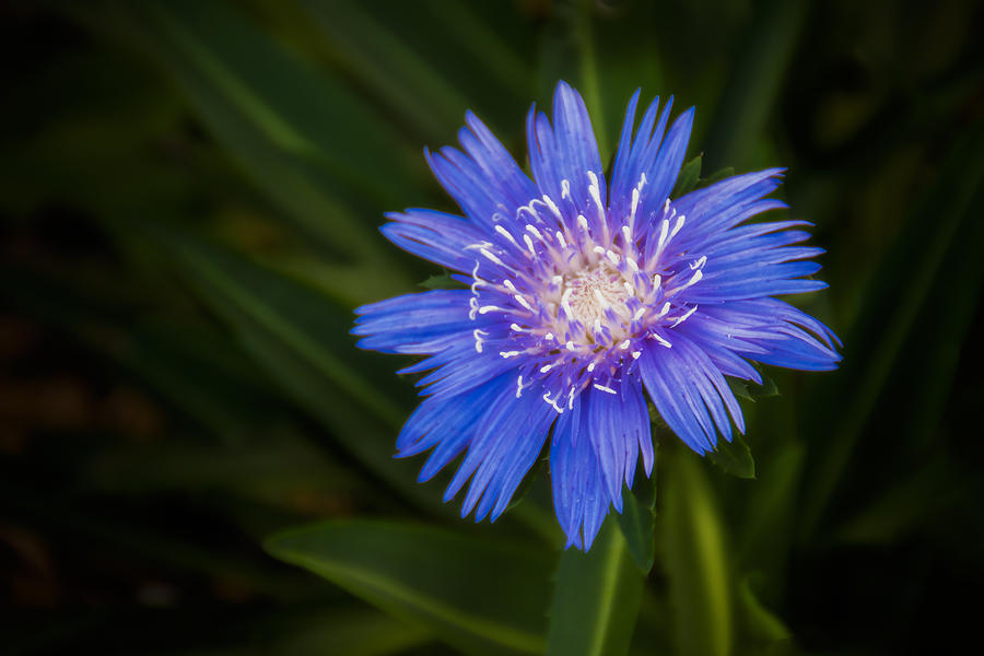 Bright Blue Aster Photograph by Penny Lisowski