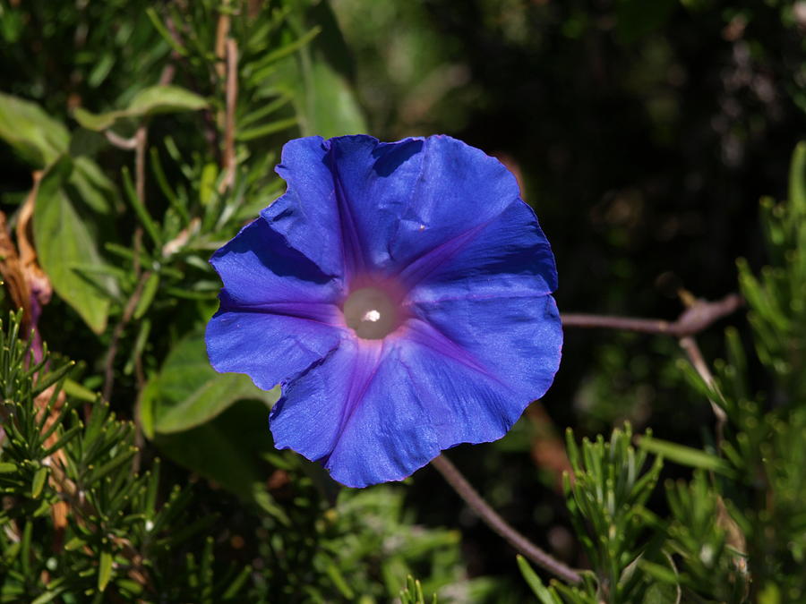 Nature Photograph - Bright Blue Bloom by Laura Allenby