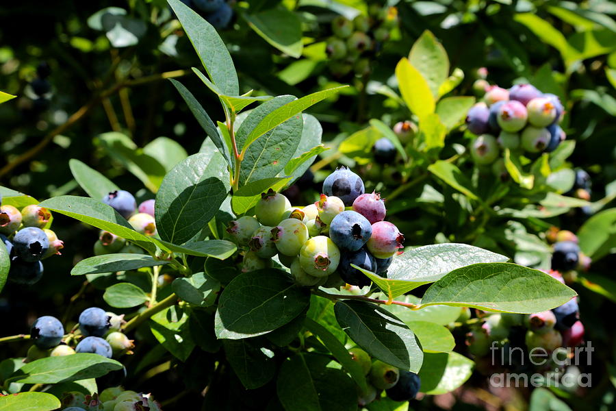 Bright Blueberries Photograph by Carol Groenen