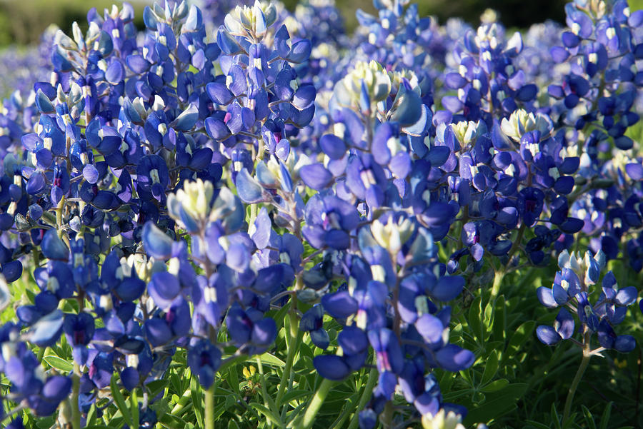 Bright Bluebonnets Photograph by Frank Madia