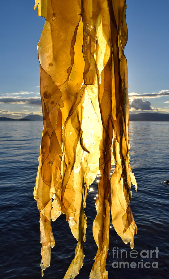 Summer Photograph -  Bright Bull Kelp  by Charity Hommel