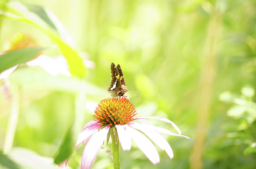 Bright Butterfly by Nikki Watson McInnes Bright Butterfly by Nikki Watson McInnes
