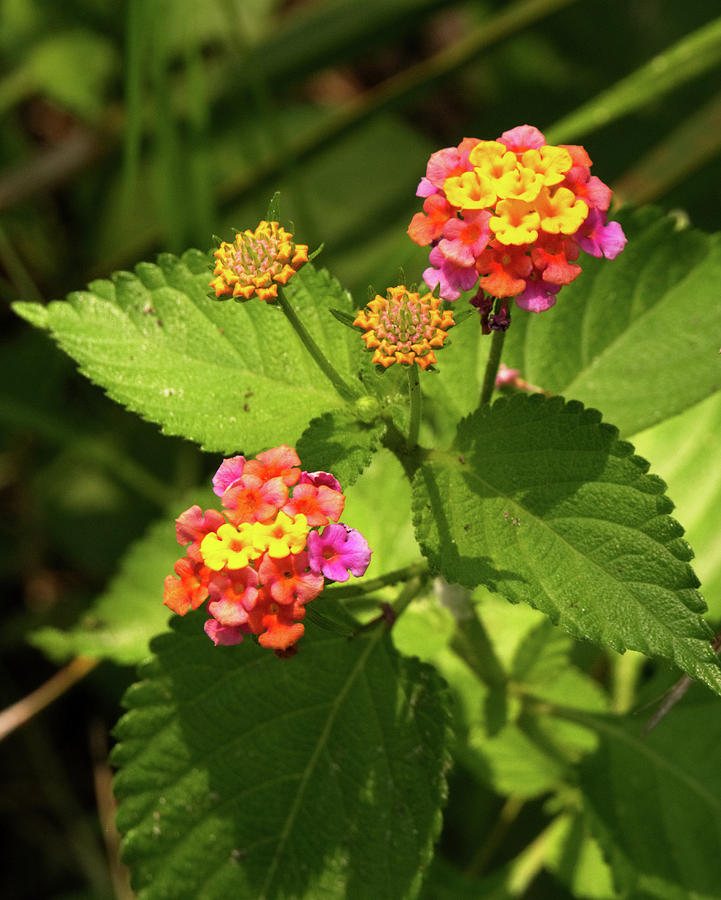 Bright Cluster of Lantana Flowers by Vincent Billotto Bright Cluster of Lantana Flowers by Vincent Billotto