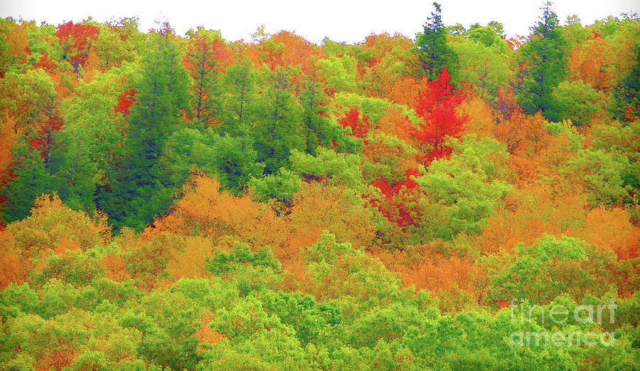 Bright Color Trees Seasons  Photograph by Chuck Kuhn