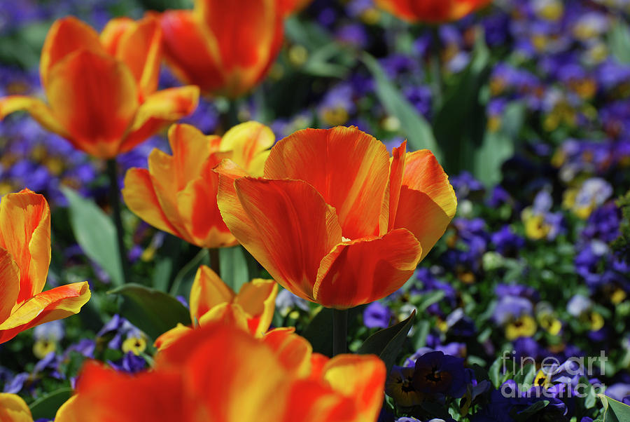Bright Colored Garden with Striped Tulips in Bloom Photograph by DejaVu Designs