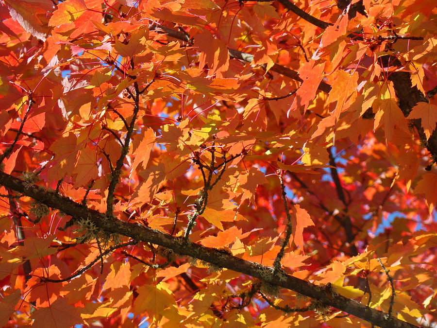 Fall Photograph - Bright Colorful Autumn Tree Leaves art prints Baslee Troutman by Patti Baslee