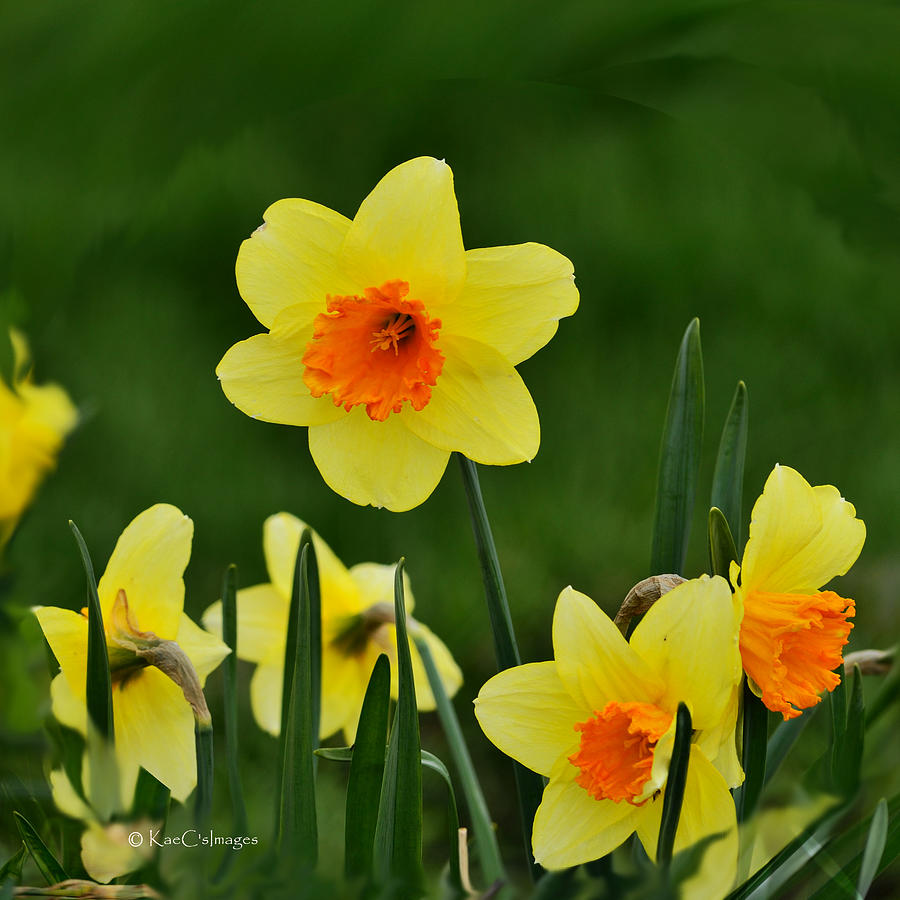 Bright Daffodils Photograph by Kae Cheatham