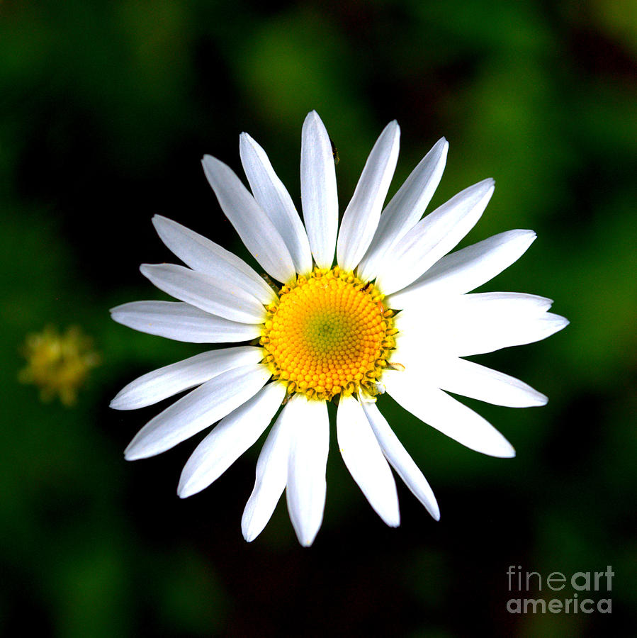 Daisy Photograph - Bright Daisy by Anjanette Douglas