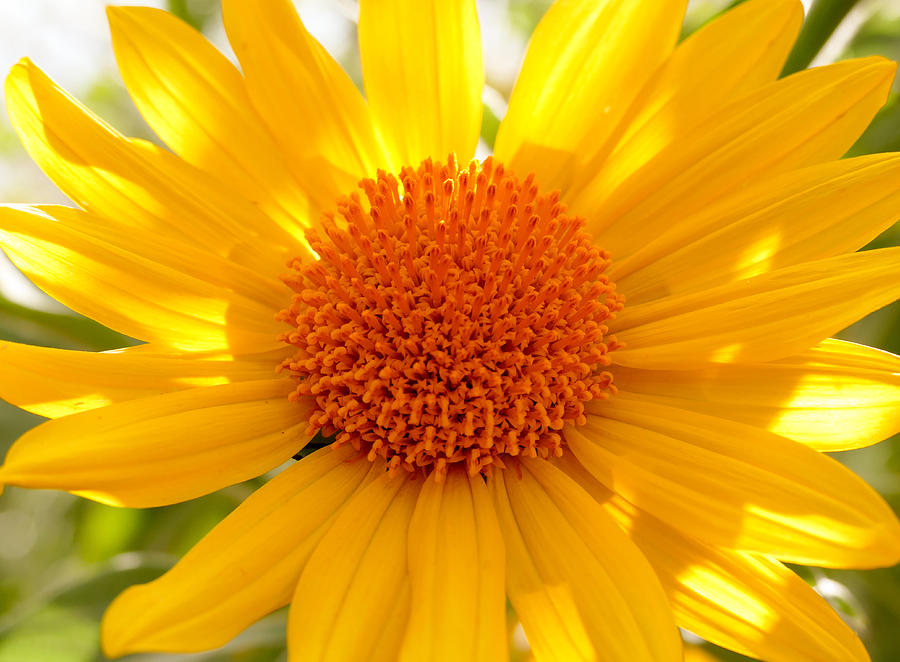 Bright Desert Sunflower Photograph by Laurel Powell