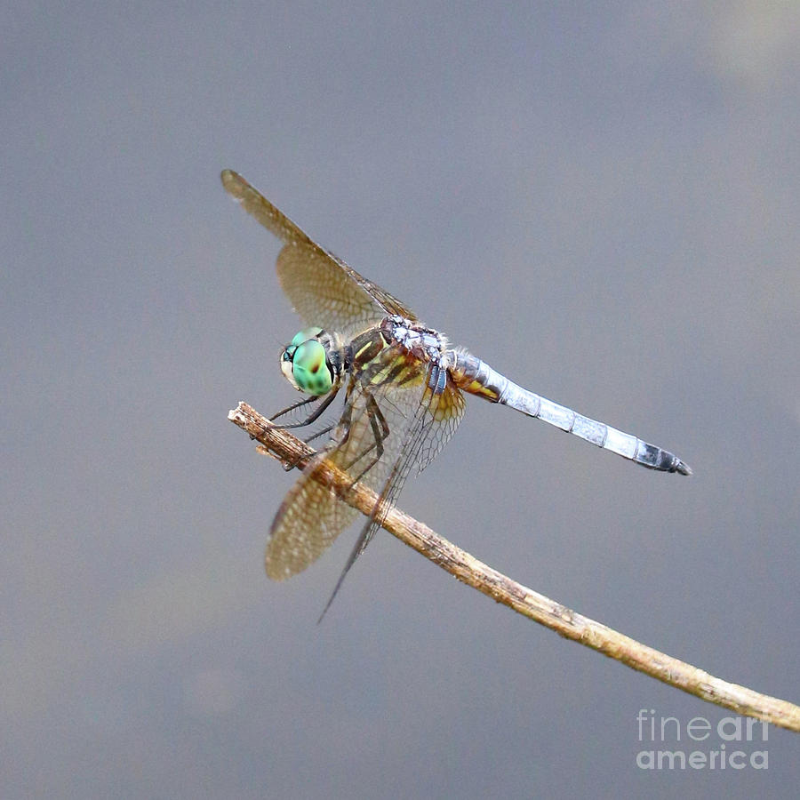Bright Dragonfly Photograph by Carol Groenen